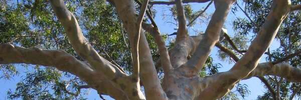 PeterDGardner Profile Banner