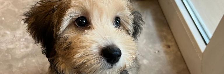 Pemuja_Konbrut banner