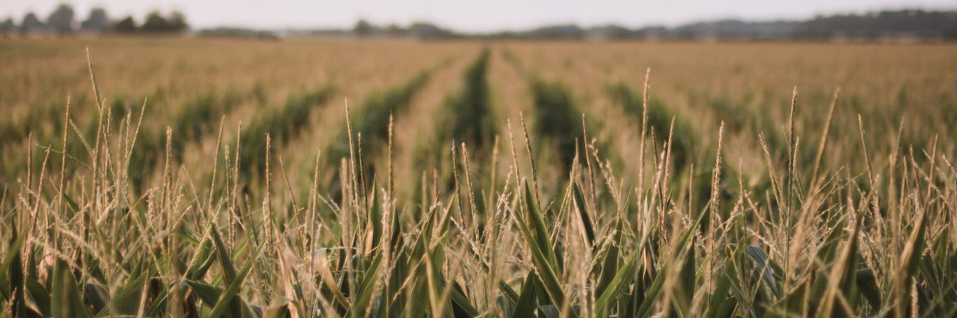 Cicada GrowLab banner