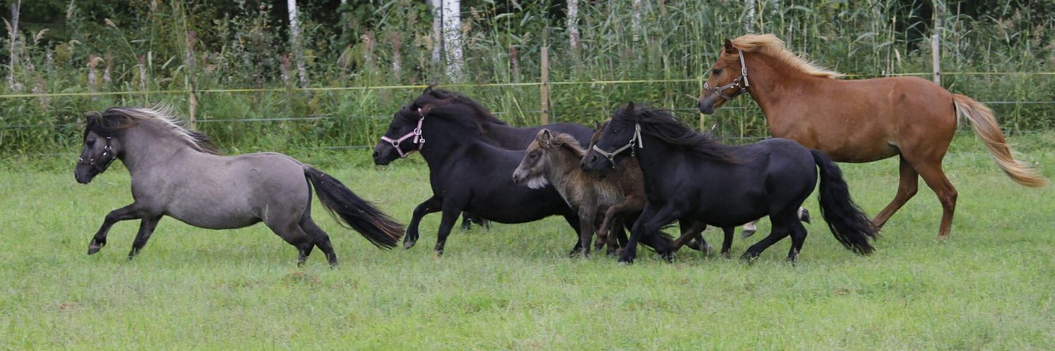 AxEquestrian's profile banner image