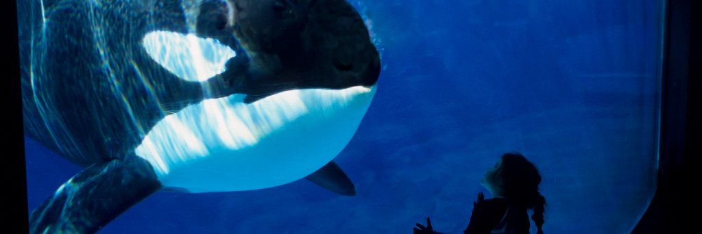 Long Gone Wild banner