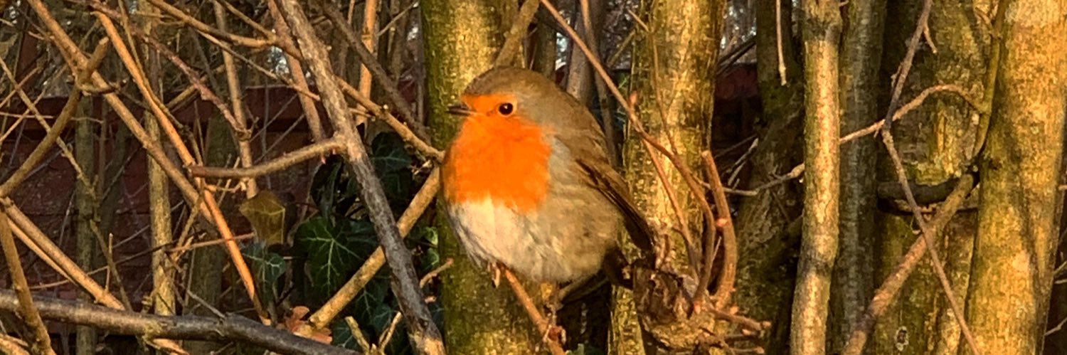 Isabelle Bannerman banner