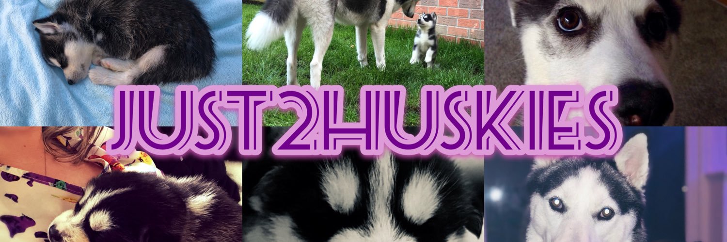 Just2Huskies's profile banner image