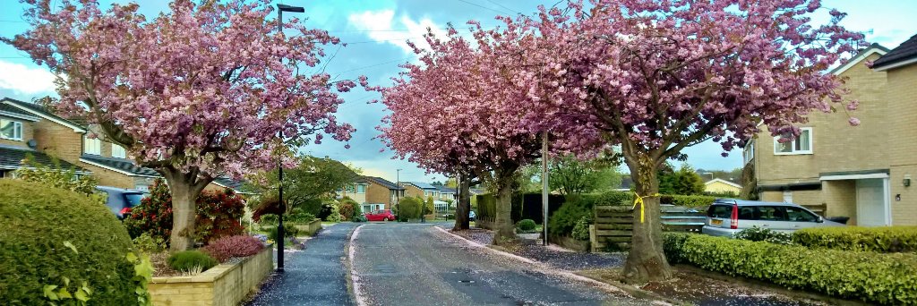 Sheffield Tree Alerts banner