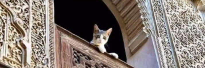 KittenCat252525's profile banner image