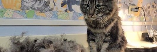 catsluvus's profile banner image