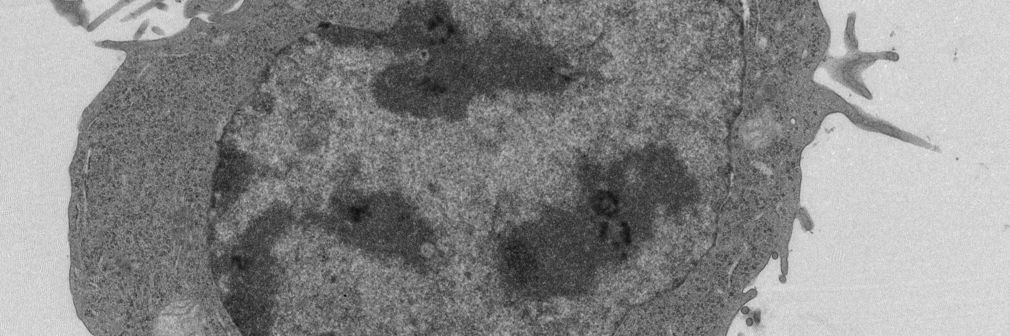 Denicourt_Lab's profile banner image
