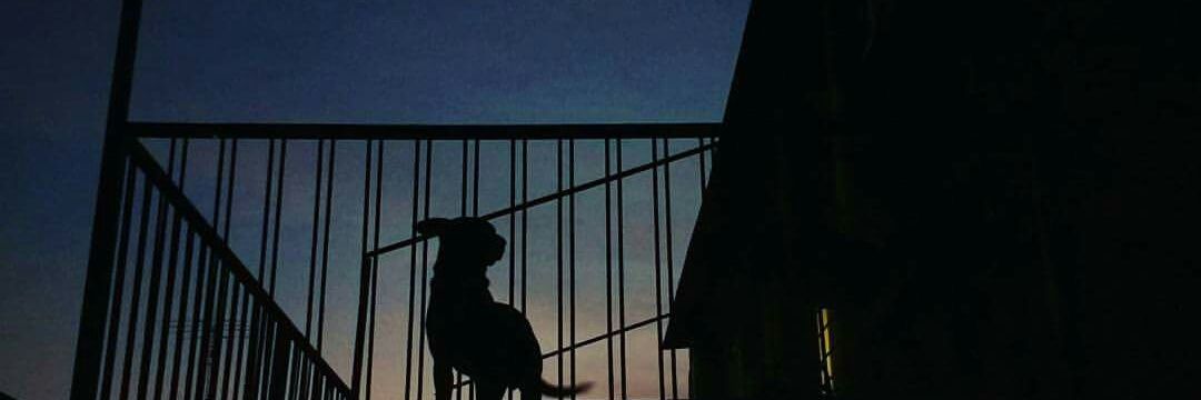 negrojos's profile banner image