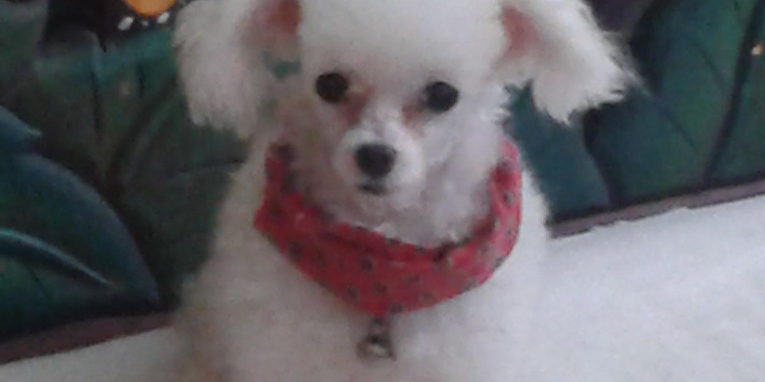 chave_norma's profile banner image
