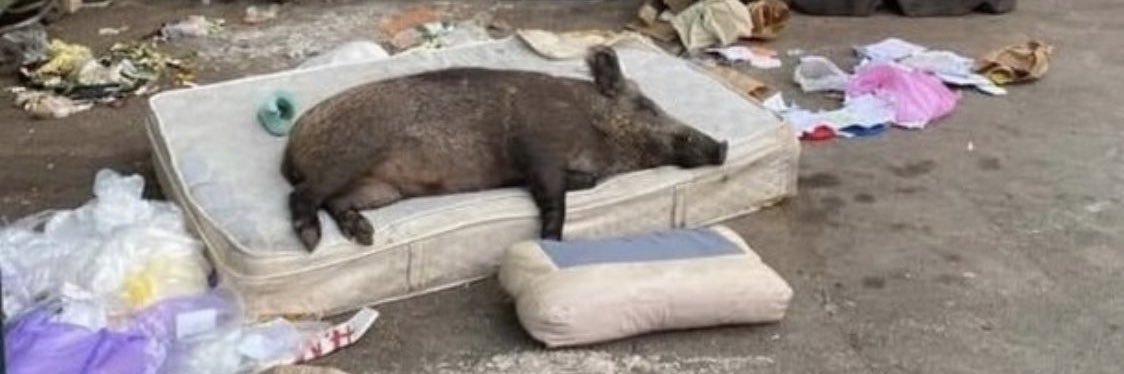 Alexander Kocur banner