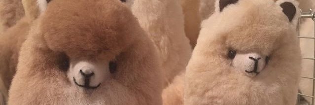 ปทู banner
