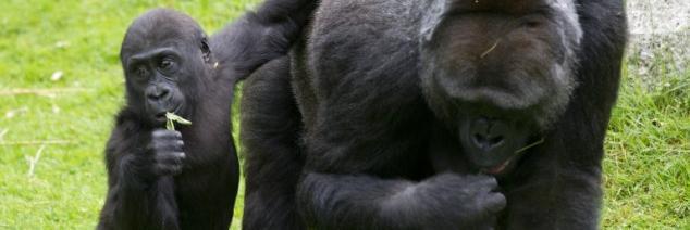 WZOO_com's profile banner image