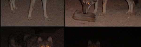 OesWolf's profile banner image