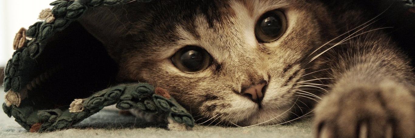 LuceroKingstone's profile banner image