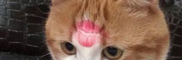 minapaws Profile Banner