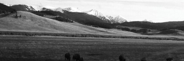 EmberHansen Profile Banner