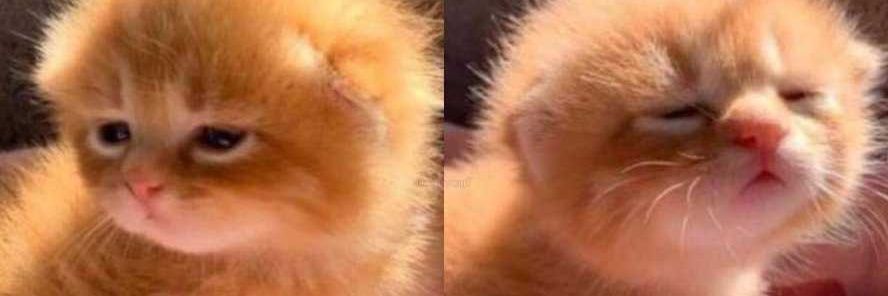 chocolatebeaaar's profile banner image