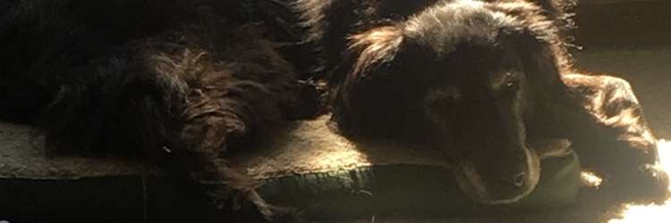 MayaJ_RF's profile banner image