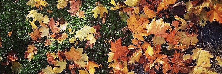Hredgewell's profile banner image