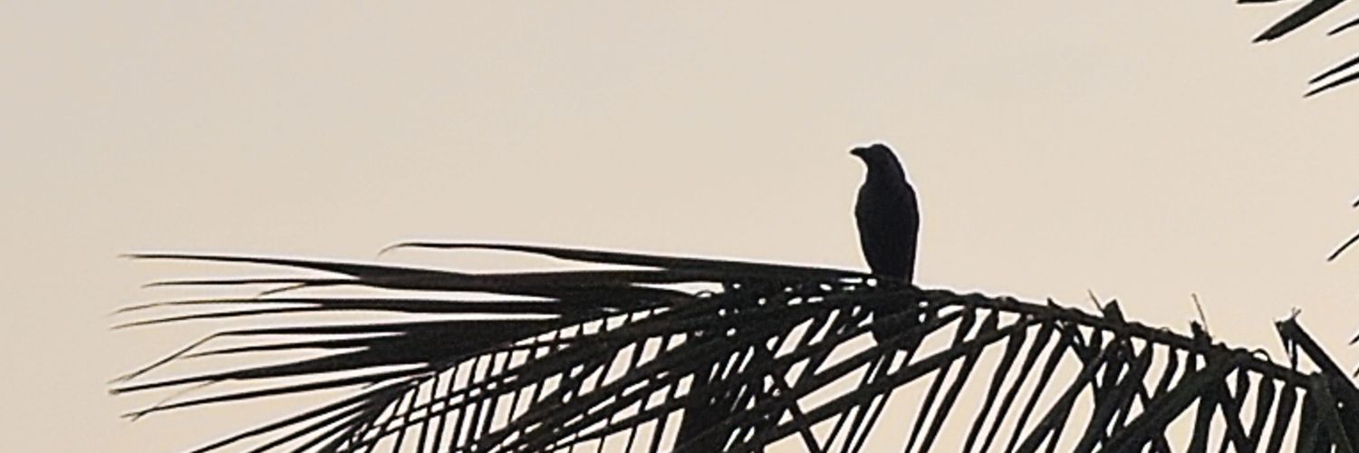 اشی مشی banner