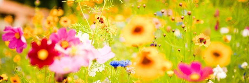 DaisyCat282's profile banner image