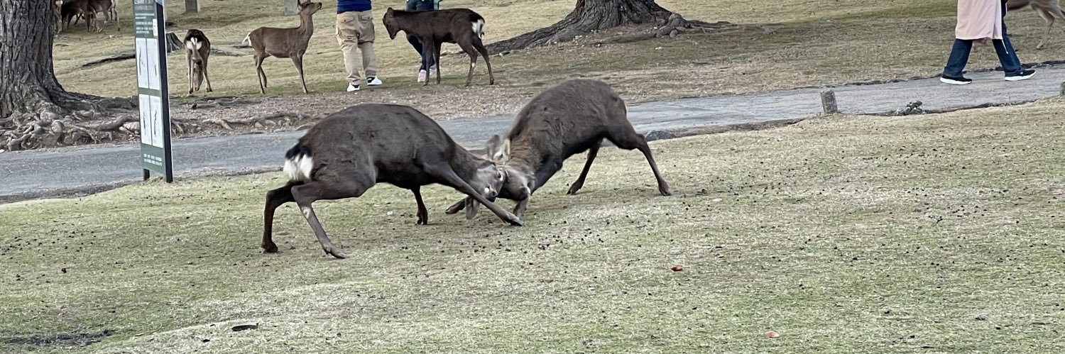 冷泉麻子@やましょー banner