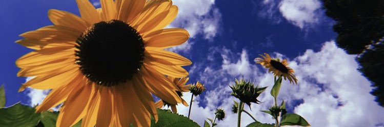 ELIZABETH FRIOL banner