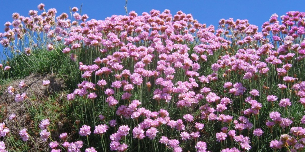 LindaD 🇬🇧🏴󠁧󠁢󠁥󠁮󠁧󠁿 banner