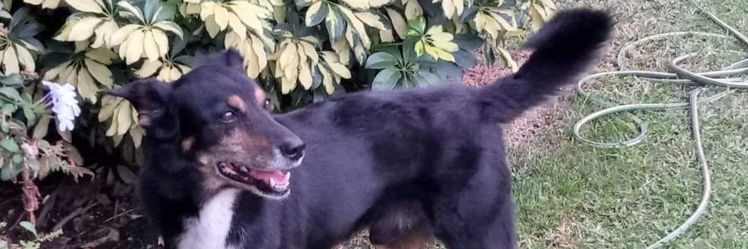 La hija del sol ⭐⭐⭐ banner