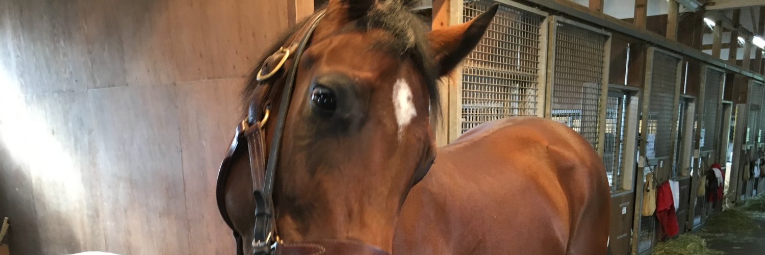 chalamydosaurus's profile banner image
