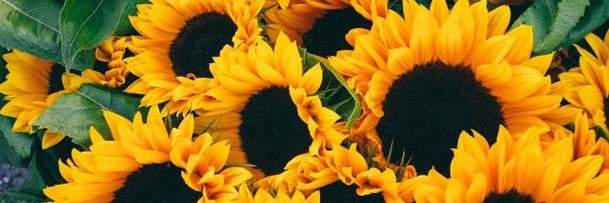 M A R I S A🌻 banner