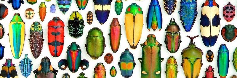 Malka L. Koenig banner