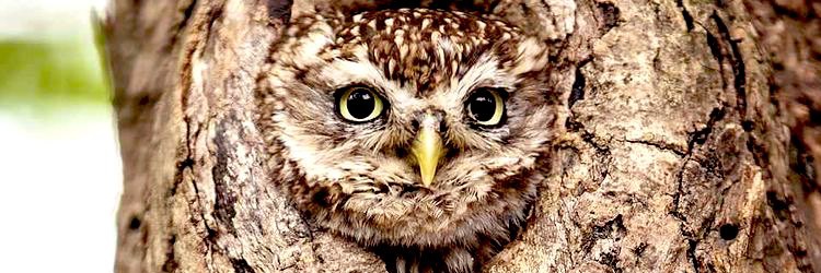 StanislausDavis's profile banner image