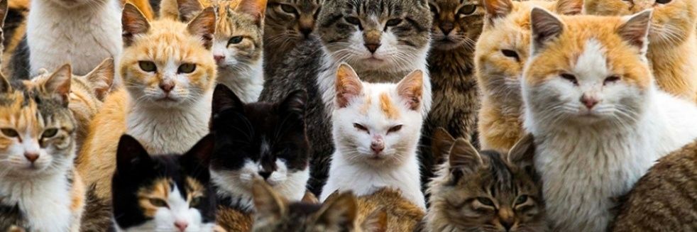 ferrallercatala's profile banner image