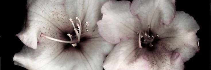 𝓑 banner