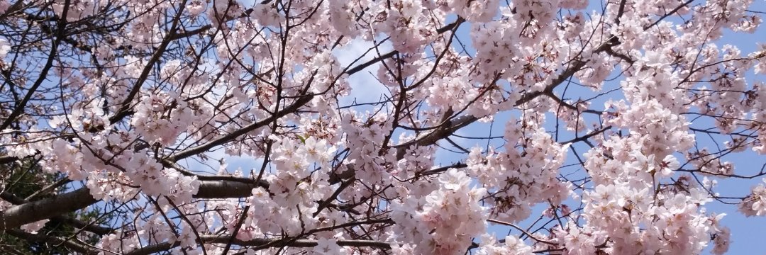 辻みゆき banner