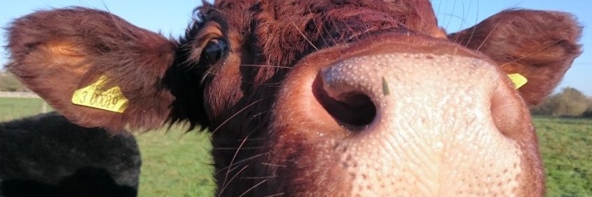 Peter Carpenter banner