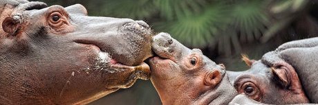 Zoo Media Network banner