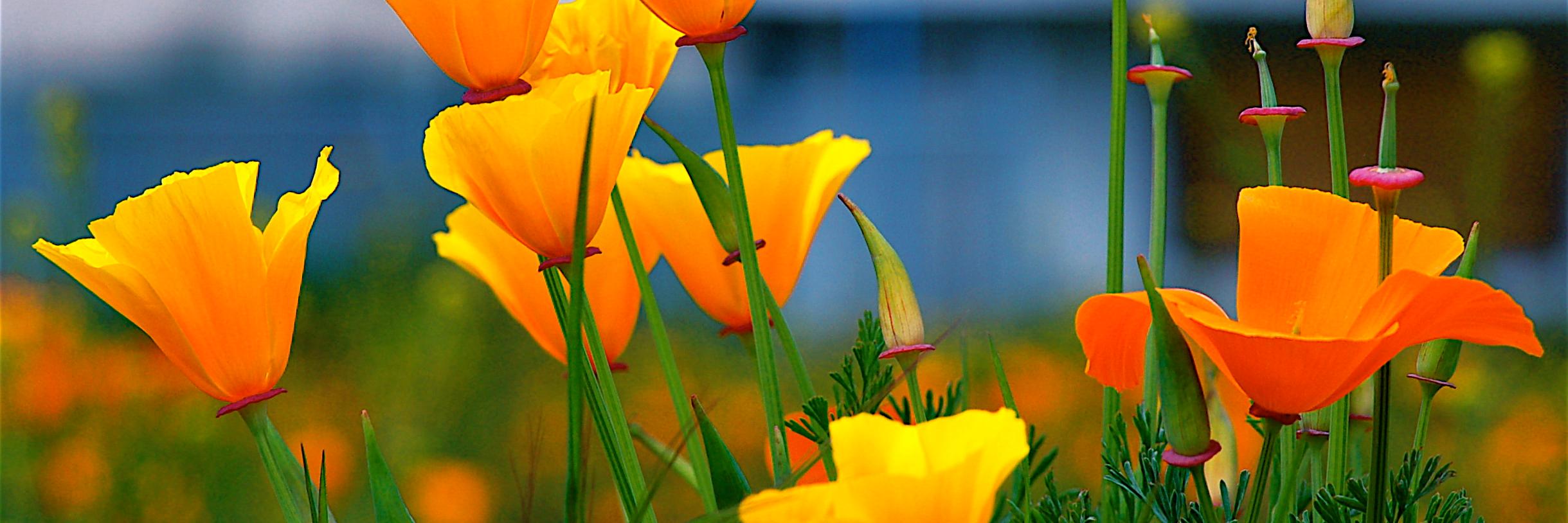 JoyceMonsees's profile banner image