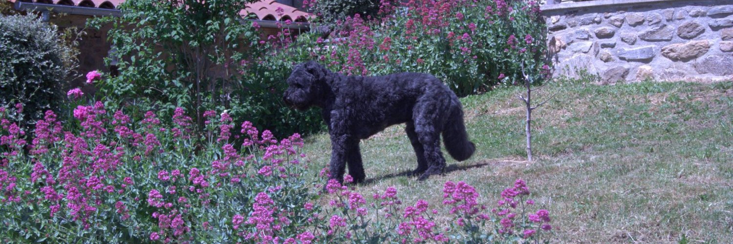 Veronique B 🇳🇱 🇫🇷 ✝️ banner