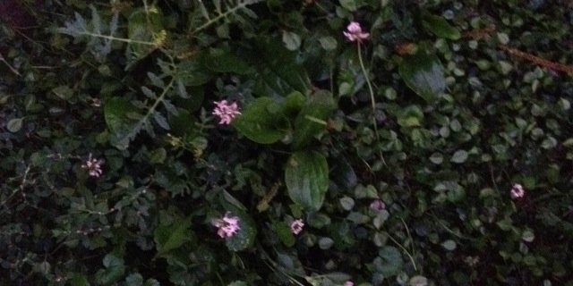 Olga_Rozh's profile banner image