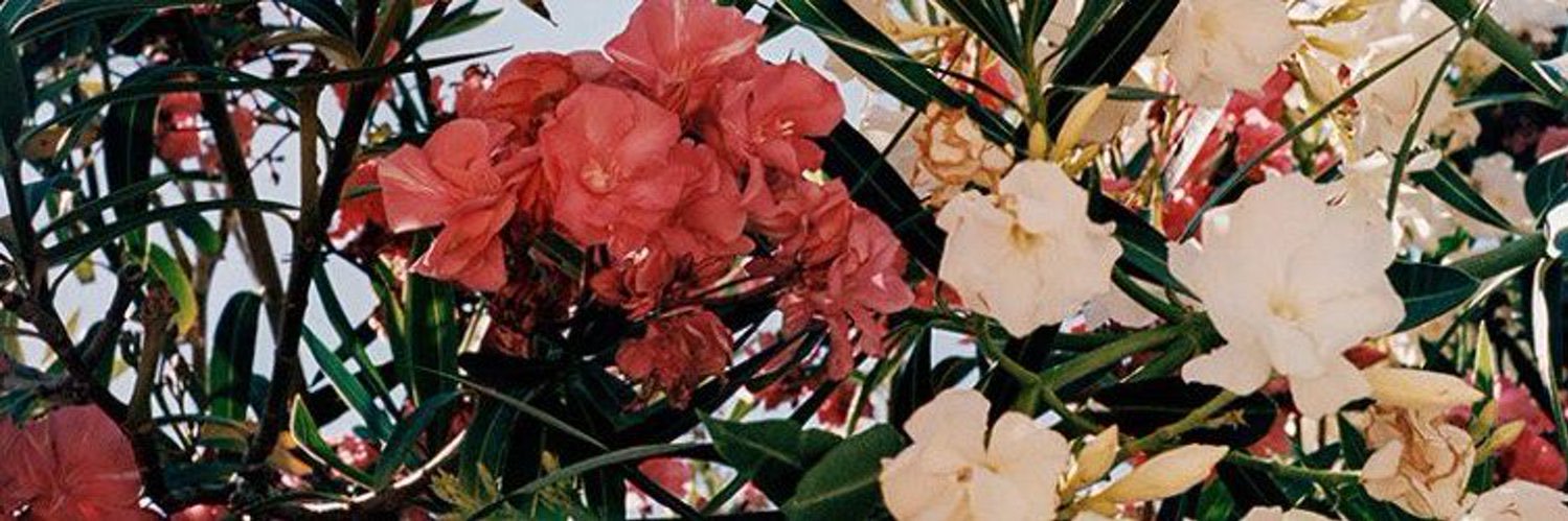 notnuttttt's profile banner image