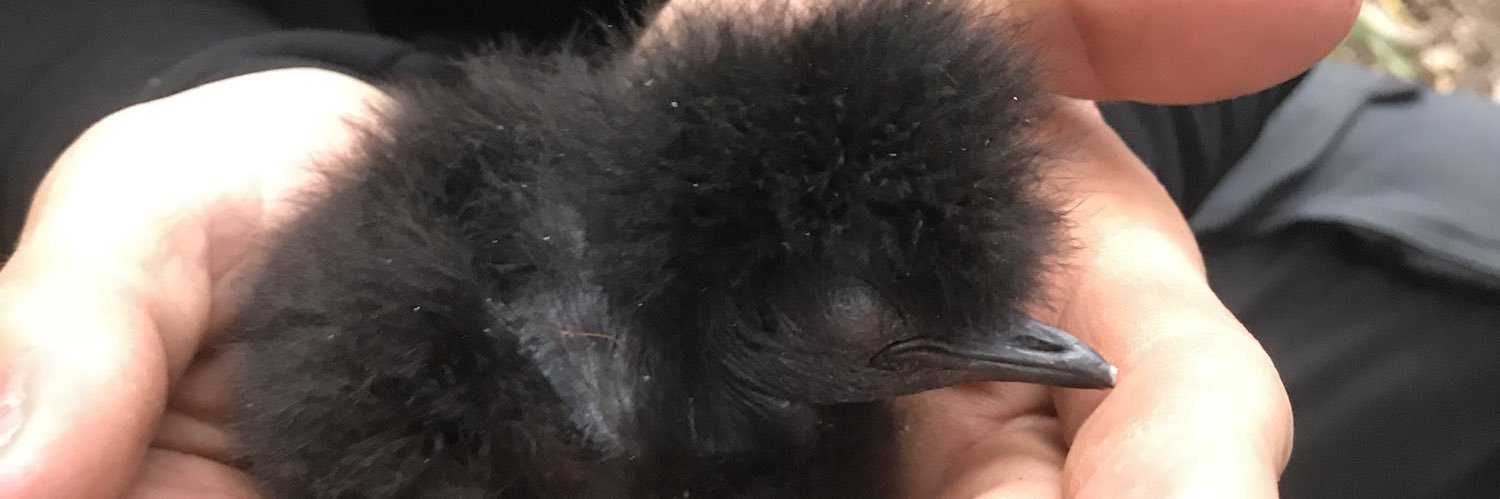 Dr. Vicky Austin banner