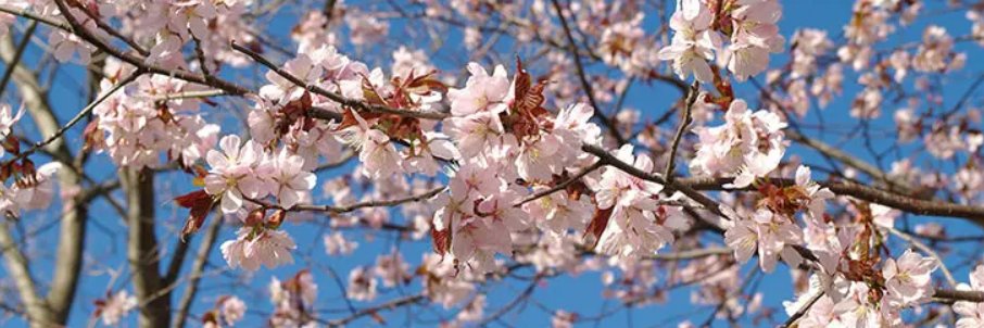 伊賀ルーム banner