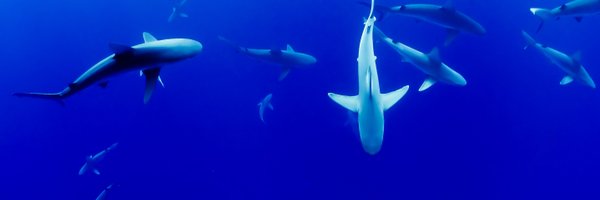 Cat_Sharks Profile Banner
