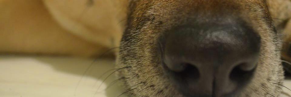 Ana banner