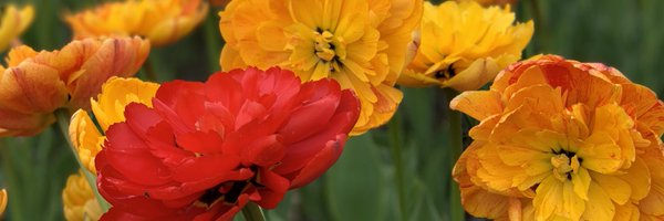 TealWicks Profile Banner