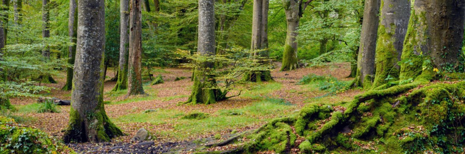 Forest__fan's profile banner image