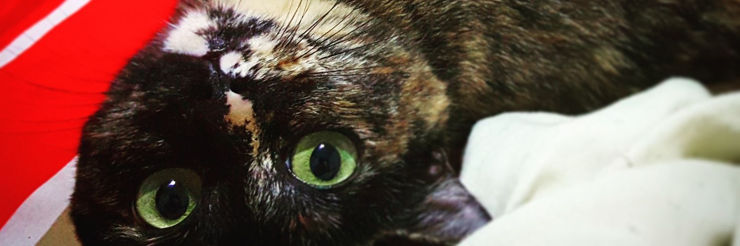 fer4's profile banner image