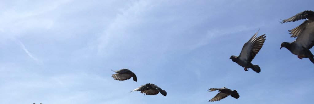 HalimAlsany's profile banner image
